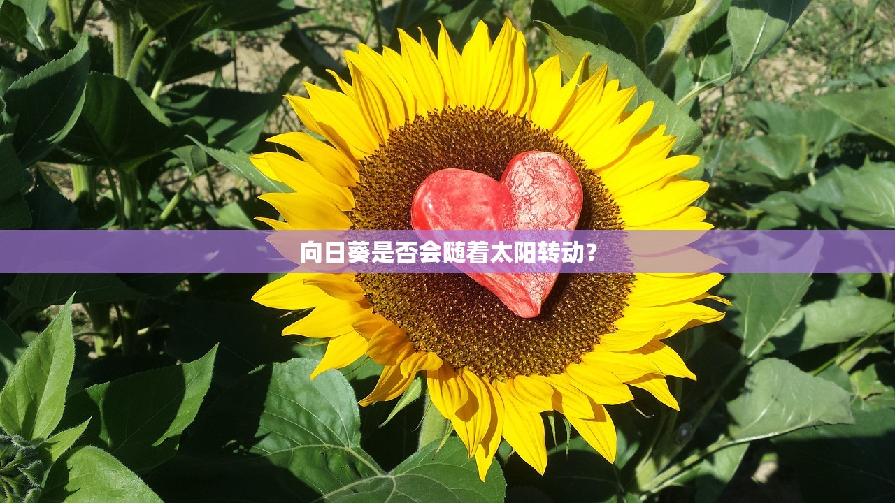 向日葵是否会随着太阳转动？