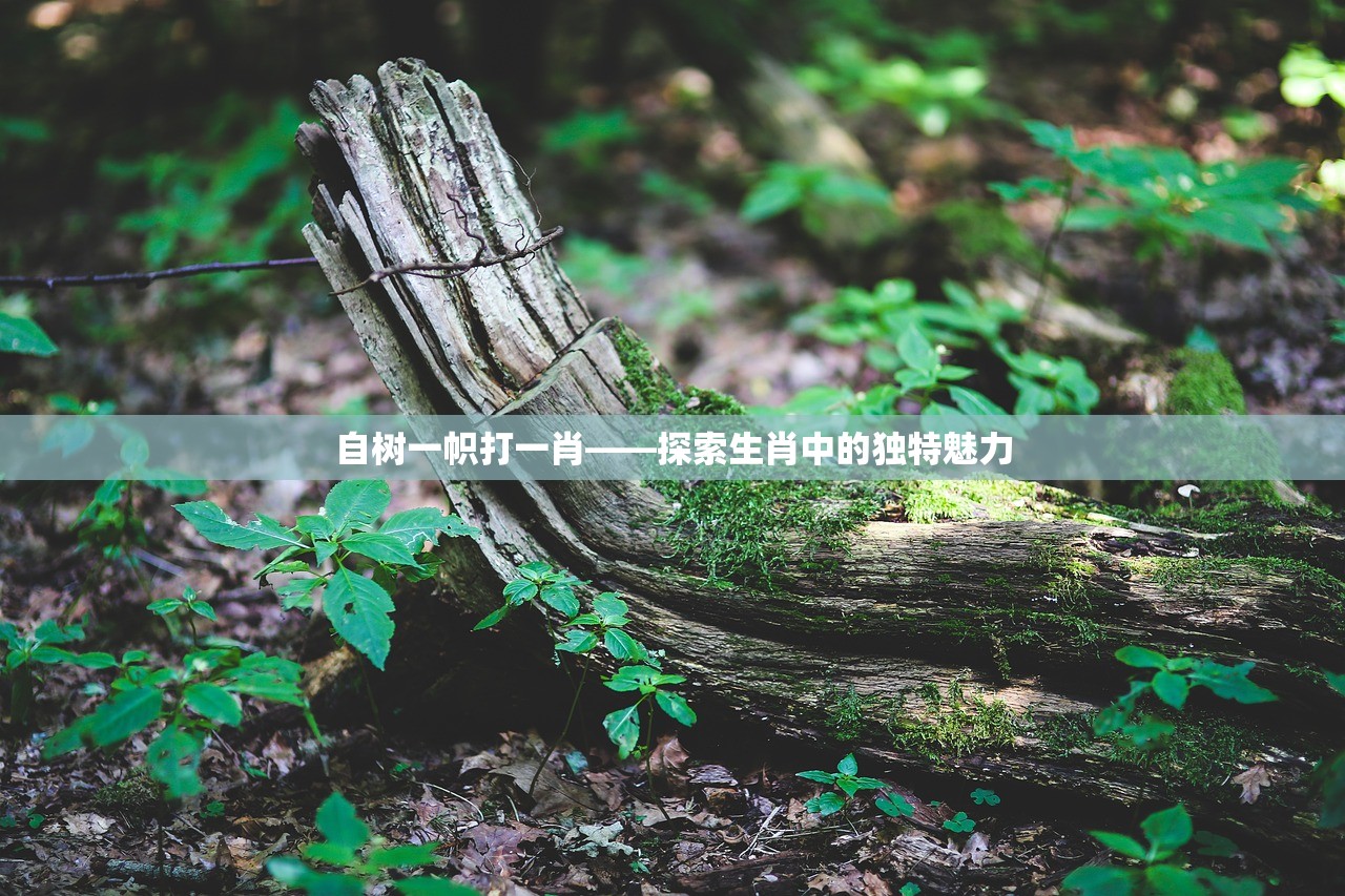 自树一帜打一肖——探索生肖中的独特魅力