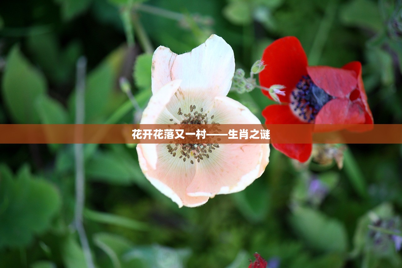 花开花落又一村——生肖之谜