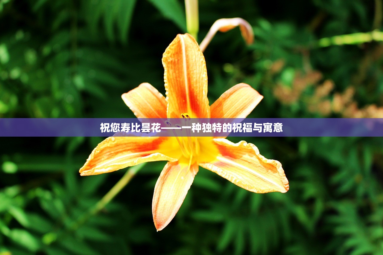 祝您寿比昙花——一种独特的祝福与寓意