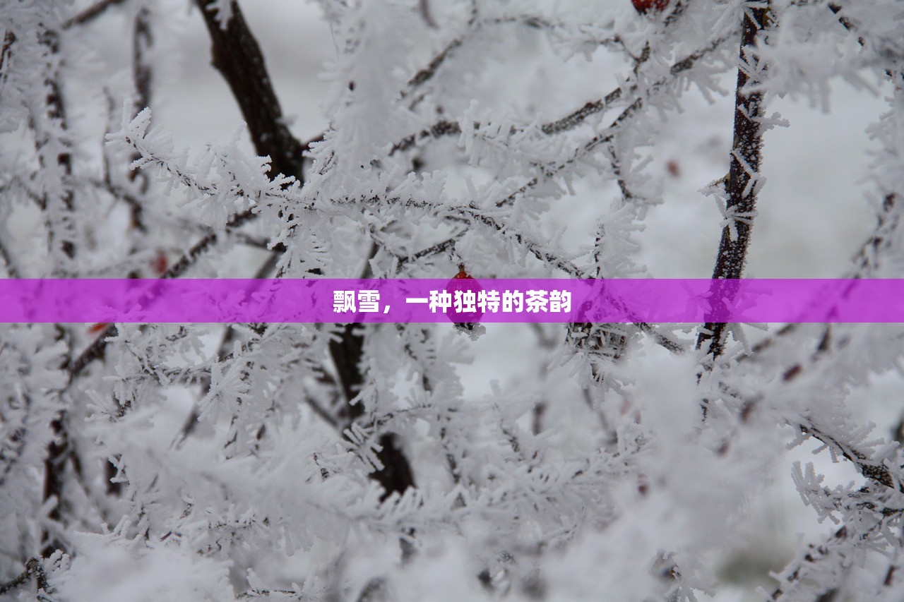 飘雪，一种独特的茶韵