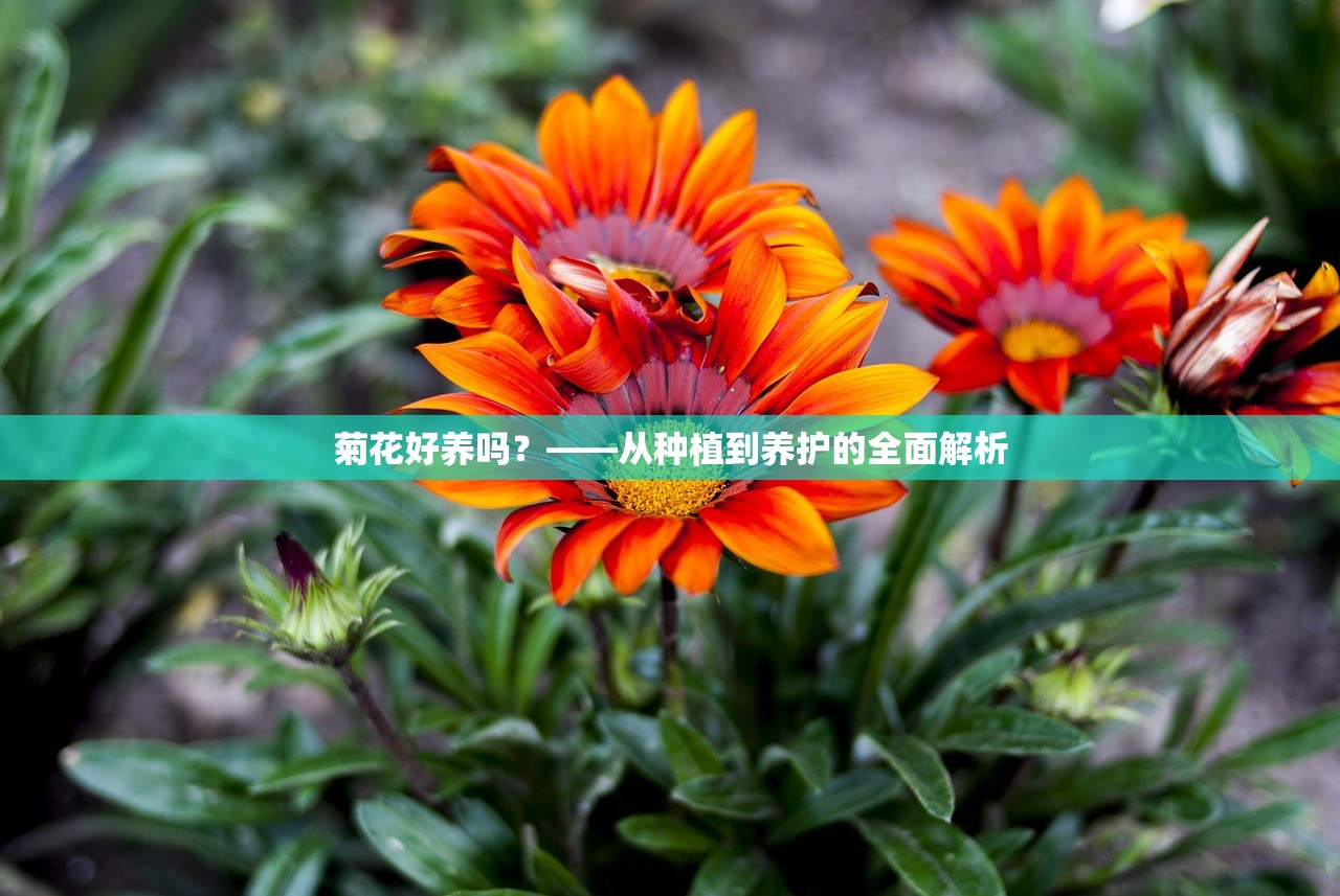 菊花好养吗？——从种植到养护的全面解析