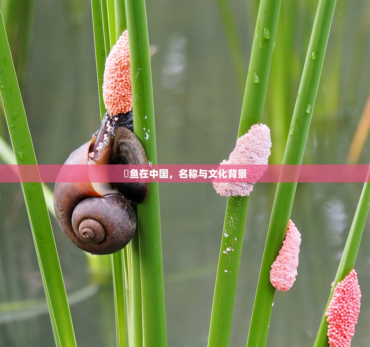 鳀鱼在中国，名称与文化背景