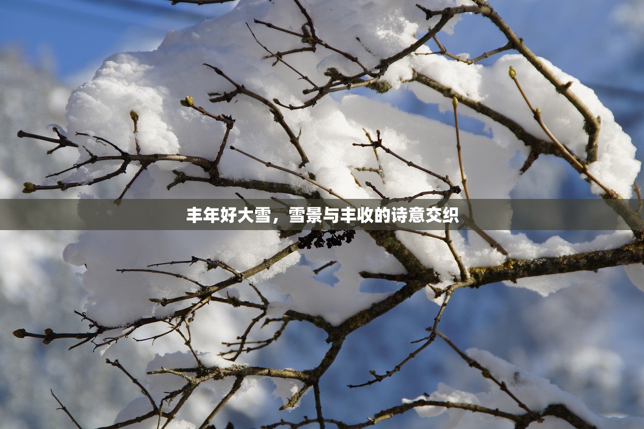 丰年好大雪，雪景与丰收的诗意交织