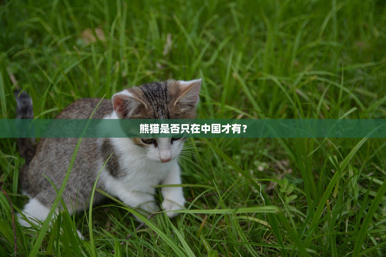 熊猫是否只在中国才有？