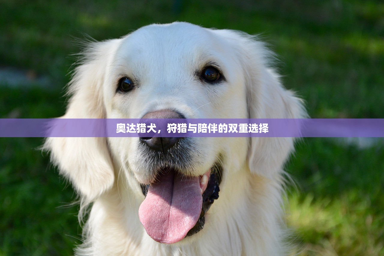 奥达猎犬，狩猎与陪伴的双重选择