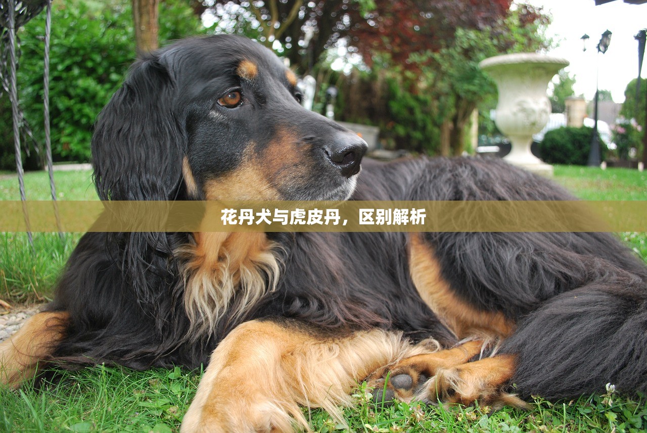 花丹犬与虎皮丹，区别解析