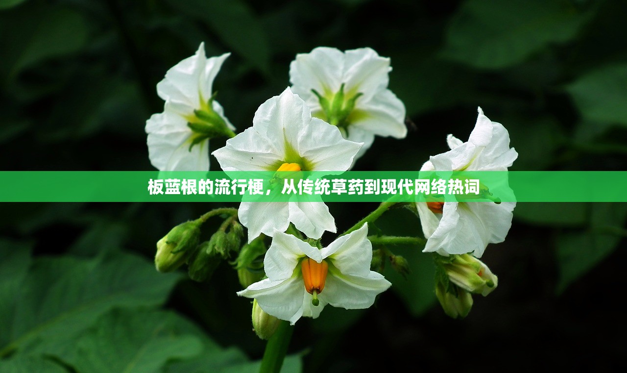 板蓝根的流行梗，从传统草药到现代网络热词