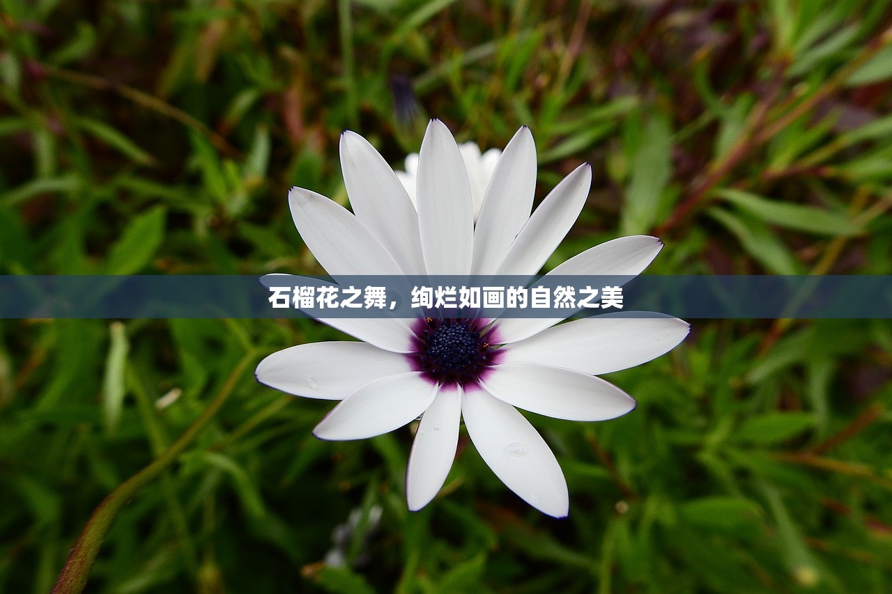 石榴花之舞，绚烂如画的自然之美