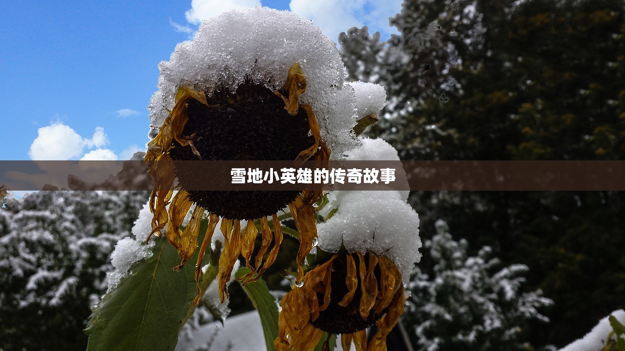 雪地小英雄的传奇故事