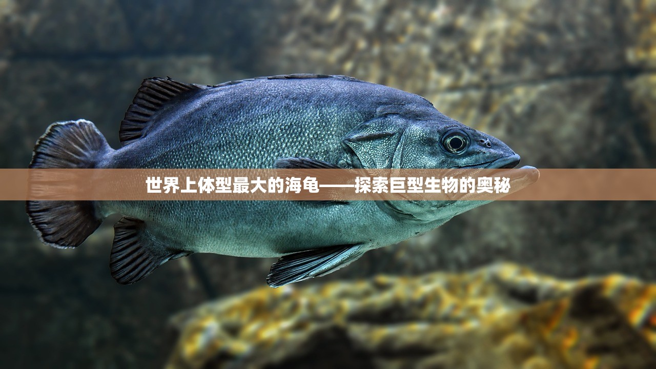 世界上体型最大的海龟——探索巨型生物的奥秘