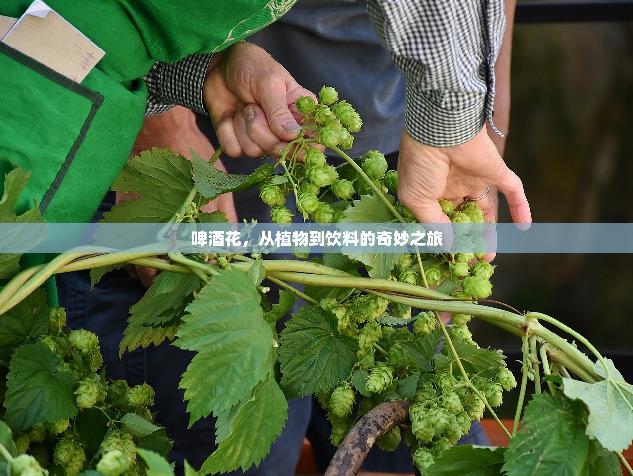 啤酒花，从植物到饮料的奇妙之旅