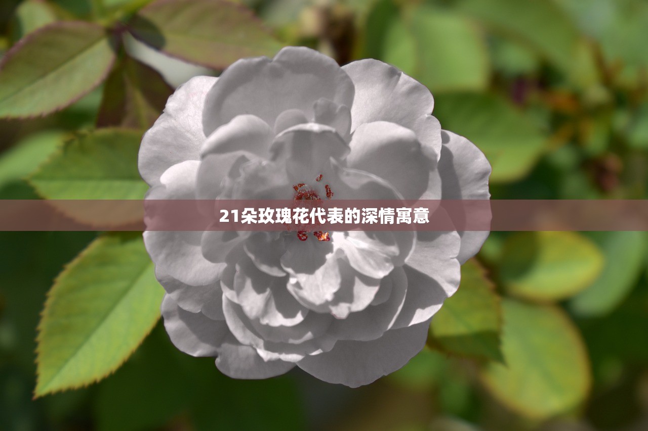 21朵玫瑰花代表的深情寓意