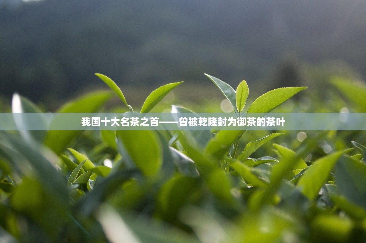 我国十大名茶之首——曾被乾隆封为御茶的茶叶