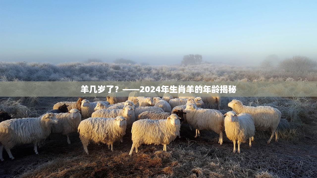 羊几岁了？——2024年生肖羊的年龄揭秘