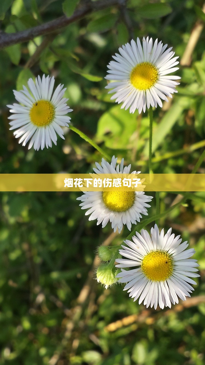 烟花下的伤感句子