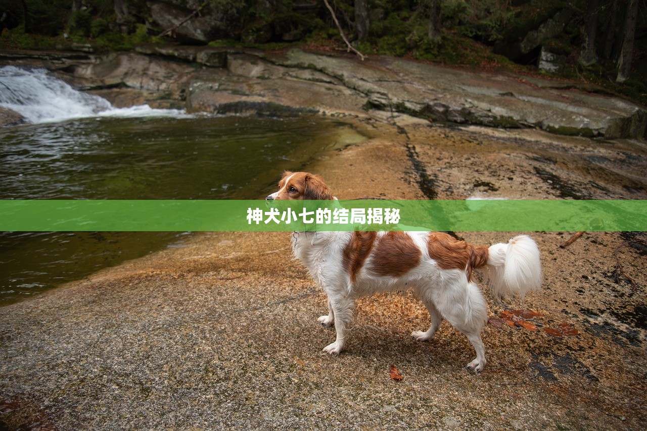 神犬小七的结局揭秘