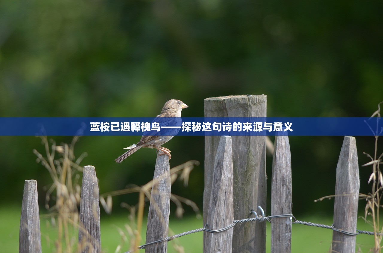 蓝桉已遇释槐鸟——探秘这句诗的来源与意义