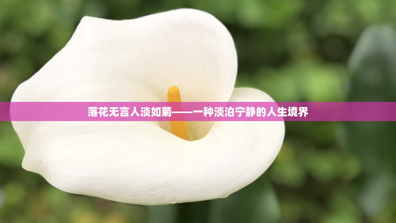 落花无言人淡如菊——一种淡泊宁静的人生境界