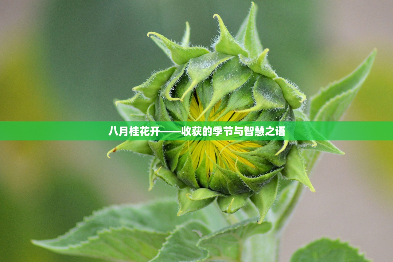 八月桂花开——收获的季节与智慧之语